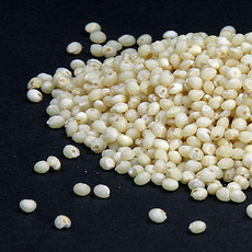 Pearl Millet