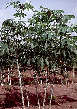 Cassava Shrub
