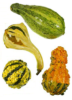 Types Of Winter Squash