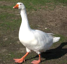 Goose