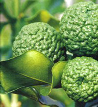 Kaffir Lime