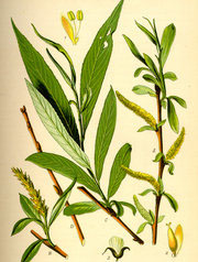 White Willow