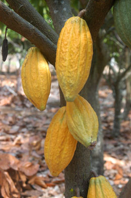 Cacao Tree