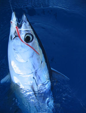 Albacore Tuna