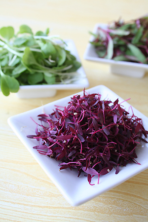 Microgreens