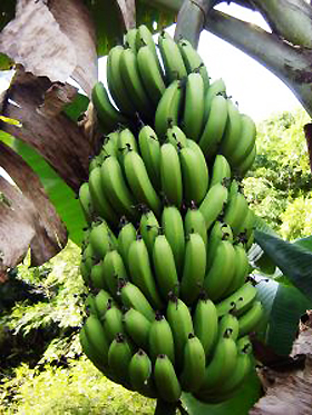 Bananas