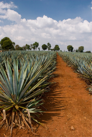 Blue Agave