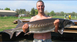 Live Sturgeon