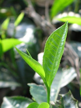 Tea Plant