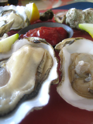 Pacific Oysters