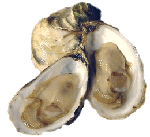 Virginica Oysters