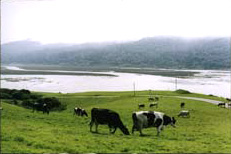 Cows At Pasture