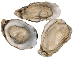 Pacific Oysters