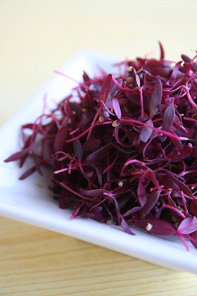 Red Amaranth