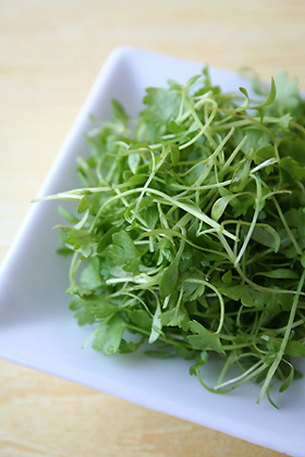 Microgreens - Celery
