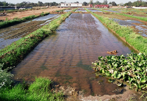 Sturgeon Farm