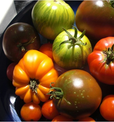 Heirloom Tomatoes