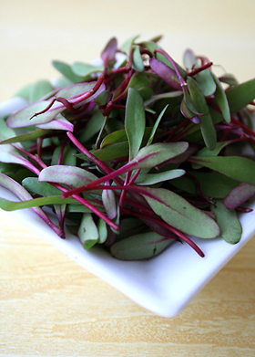 Microgreens - Beet Tops