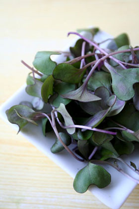 Microgreens Red Cabbage