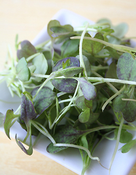 Microgreens - Red Mustard