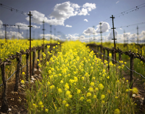 Wild Mustard