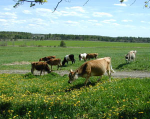 Cows