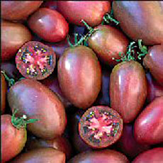 Purple Tomato