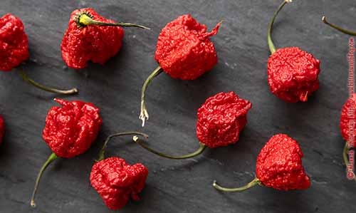 Carolina Reaper Chile Peppers