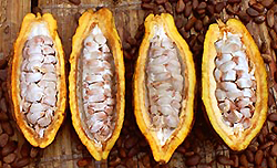 Cacao Pods