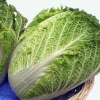 napa cabbage