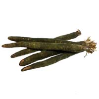 Salsify