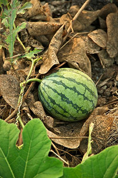 Watermelon