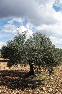 Olive Tree