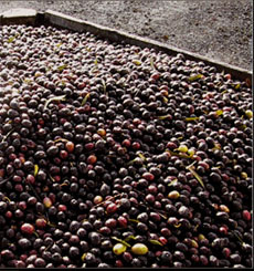 Harvested Olives