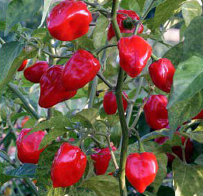 habaneros