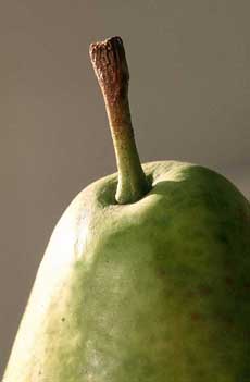 Pear