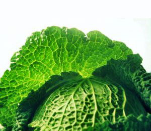 Savoy Cabbage