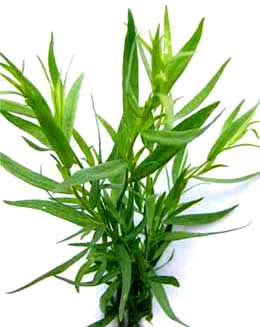 Fresh Tarragon 