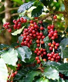 Shade-Grown Coffee