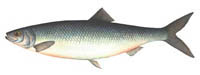 atlantic herring