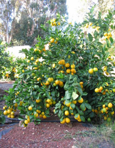 Meyer Lemon Tree