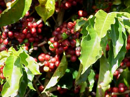 Coffee Cherries