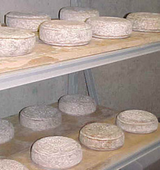 Ripening cheese