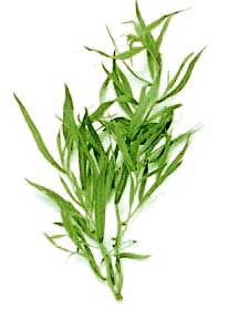 Tarragon