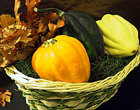 acorn squash