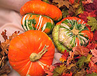 turban squash