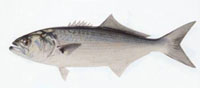 bluefish