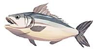 kingfish