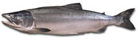 pink salmon