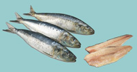 sardine